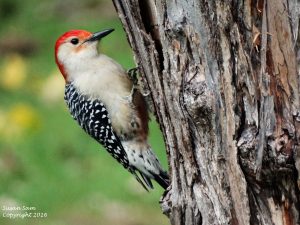 Red Bellied woodpecker
