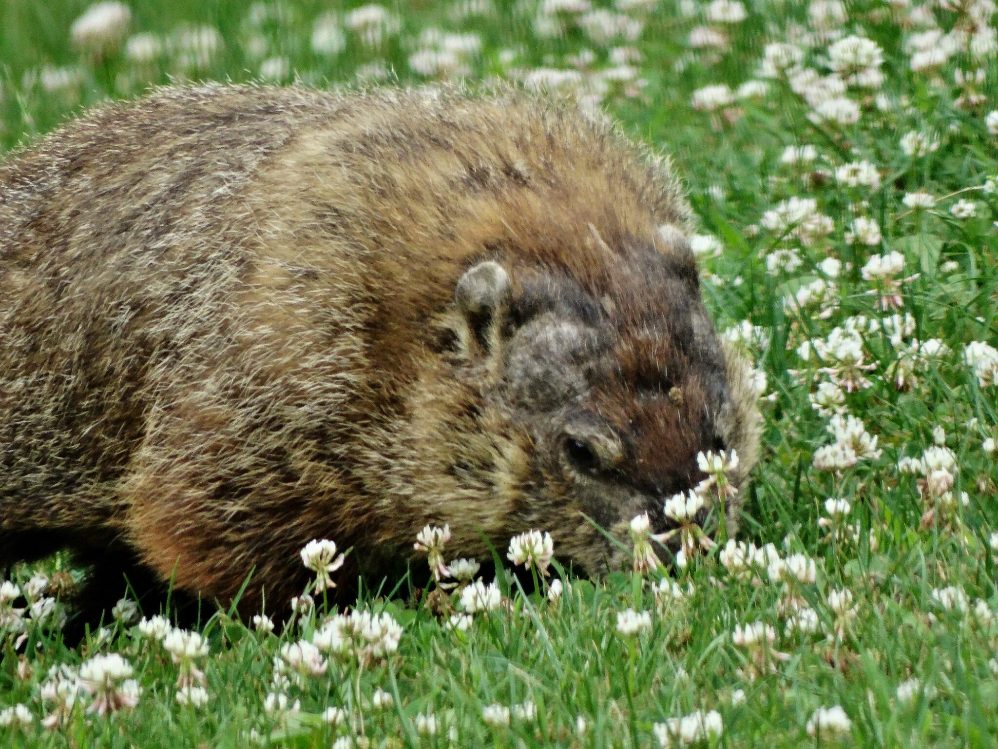 Woodchuck Food Habits Woodchuck Wonderland