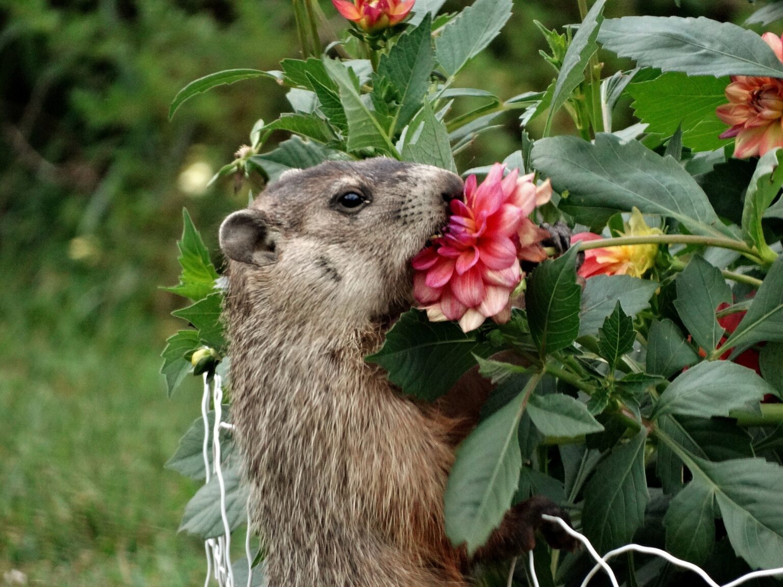 Woodchuck Food Habits Woodchuck Wonderland