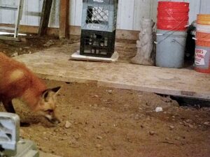 Fox in the barn