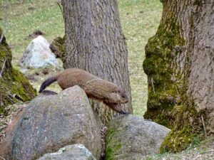 Chuck in rock garden