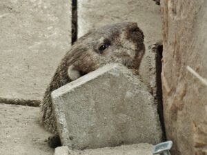 Milo emerging from hole