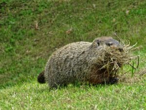 Groundhog House Cleaning