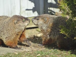 Winnie and Feb 2 Chuck