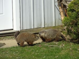Little Man and Winnie