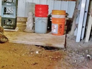 Shabby Tail and Winnie