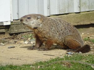 Little man, presumed yearling male