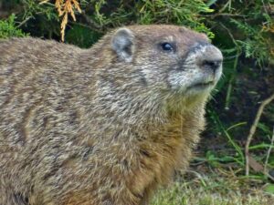 Muzzie, presumed male