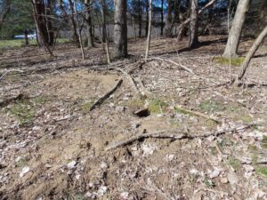 North driveway burrow